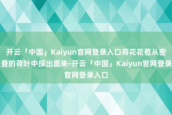 开云「中国」Kaiyun官网登录入口荷花花苞从密密堆叠的荷叶中探出面来-开云「中国」Kaiyun官网登录入口